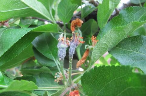 El fuego bacteriano, enfermedad que amenaza la salud y la productividad de manzanos y perales, puede provocar la muerte de flores, hojas y frutos en los huertos afectados (Tianna DuPont/WSU Extension)