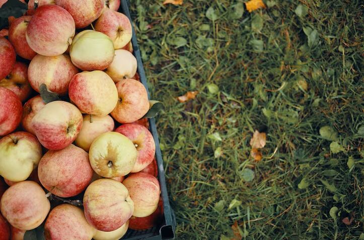 ¿Peligra la manzana en Estados Unidos? Por qué la posible prohibición de antibióticos preocupa a los productores