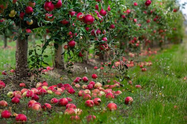 Un reciente estudio analiza cómo la prohibición de antibióticos podría alterar el equilibrio productivo y sanitario en los principales huertos de manzanas de Estados Unidos (Freepik)