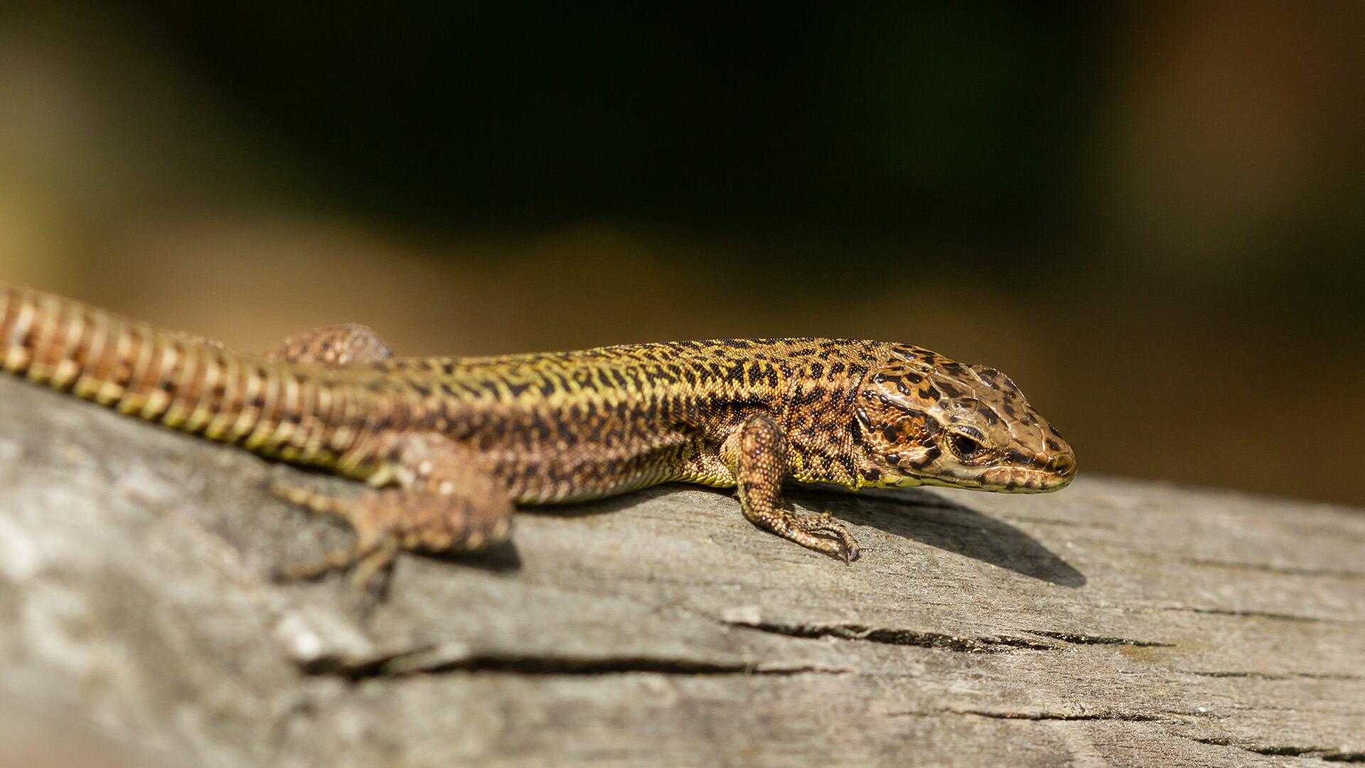 Investigadores destacan la importancia de la plasticidad fenotípica para preservar el polimorfismo de color en diferentes especies de lagartos