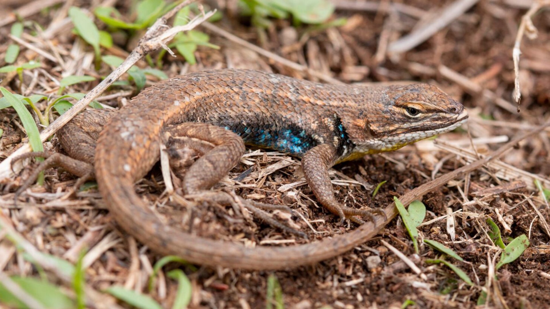 La selección equilibradora ha garantizado durante millones de años la convivencia de múltiples colores y estrategias reproductivas en lagartos
Crédito: UNAM Global
