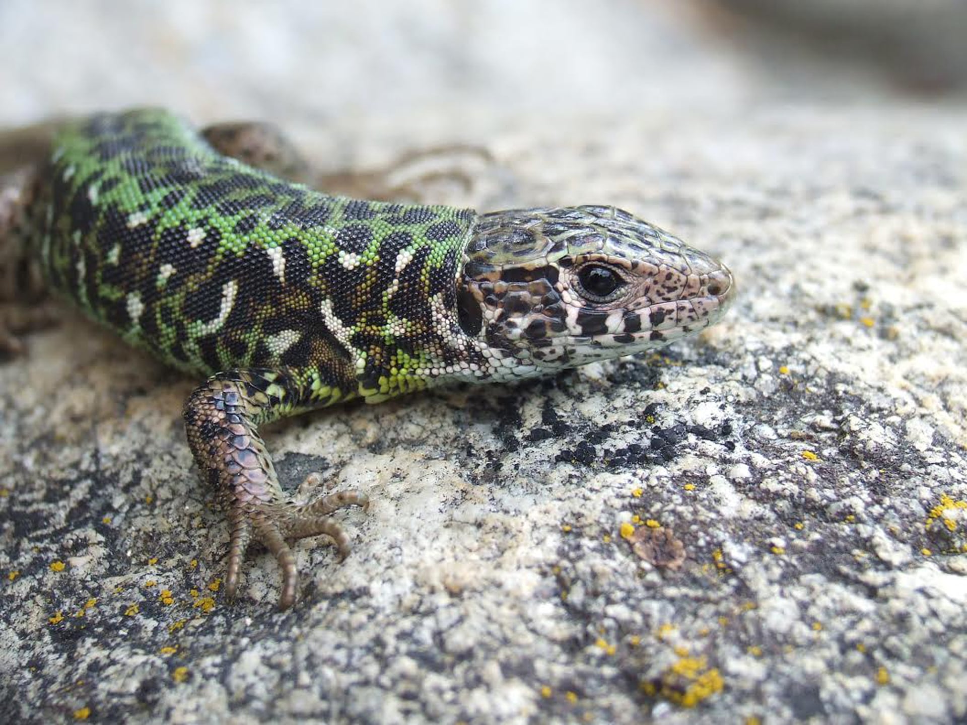 La supervivencia de la biodiversidad cromática en lagartos depende de la capacidad de adaptación rápida ante nuevas variantes y presiones ambientales