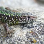 Por qué el color de los lagartos se decide en un juego evolutivo de “piedra, papel o tijera”