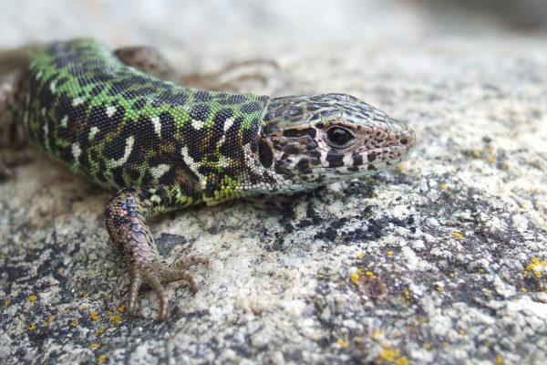 Por qué el color de los lagartos se decide en un juego evolutivo de “piedra, papel o tijera”