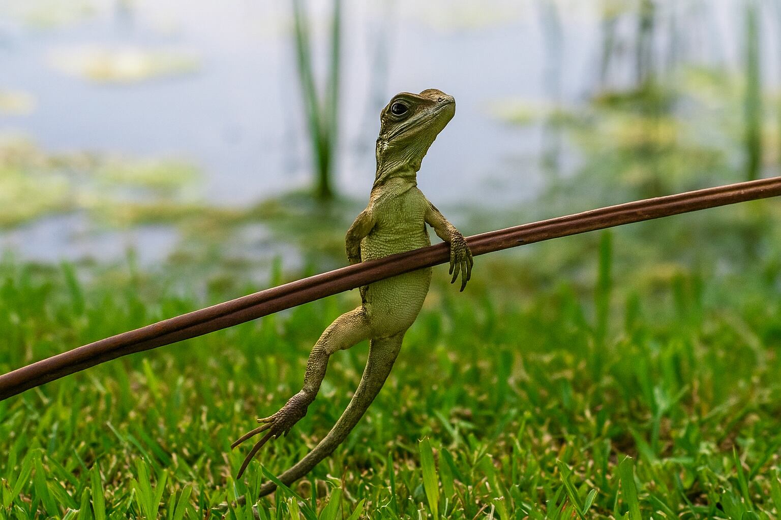 La llegada del fenotipo nigriventris amenaza la diversidad cromática y el equilibrio evolutivo en los lagartos europeos
(Imagen Ilustrativa Infobae)