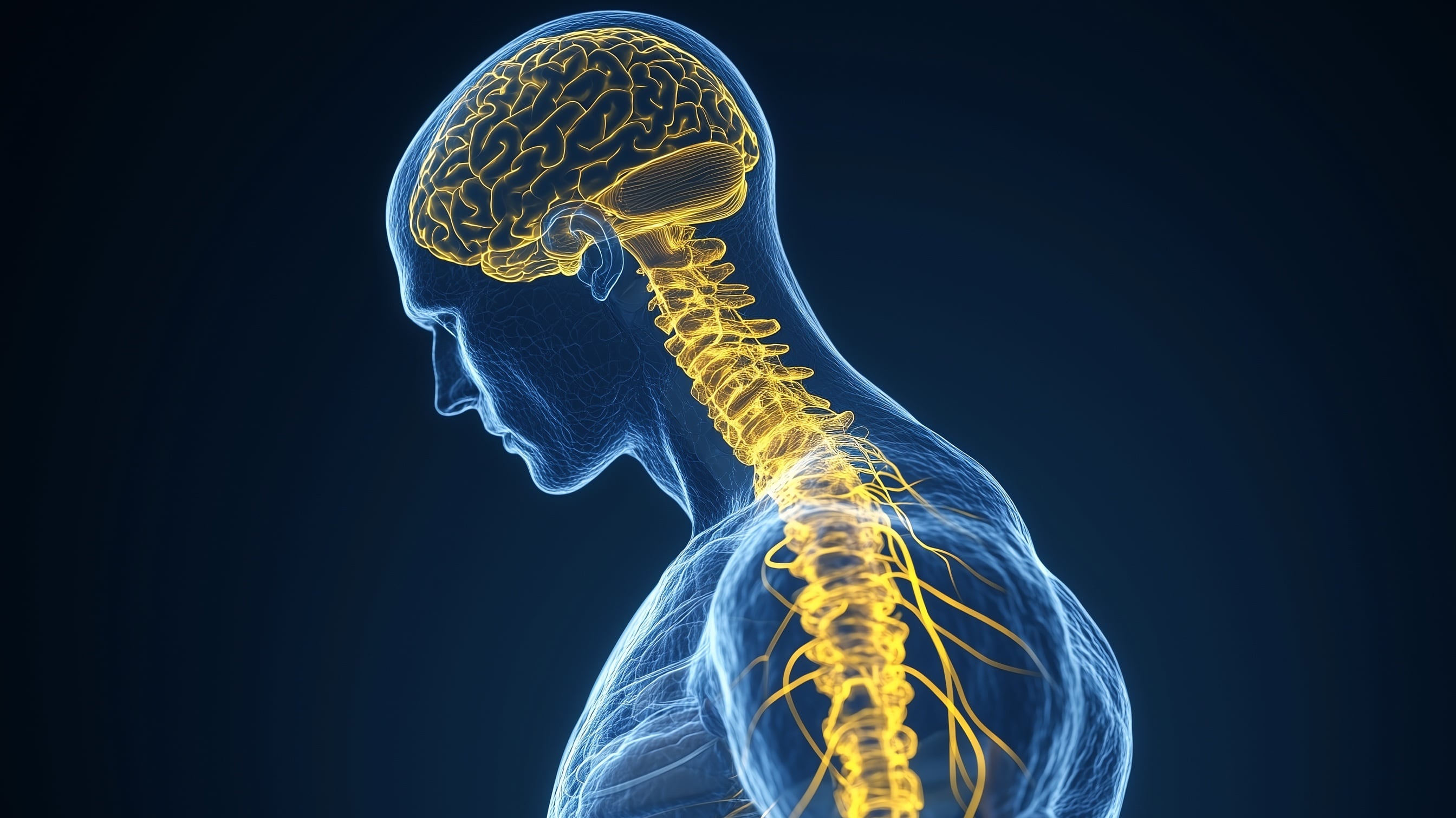 El nervio vago conecta el cerebro con órganos vitales como el corazón, los pulmones y el intestino, regulando funciones automáticas esenciales (Imagen Ilustrativa Infobae)