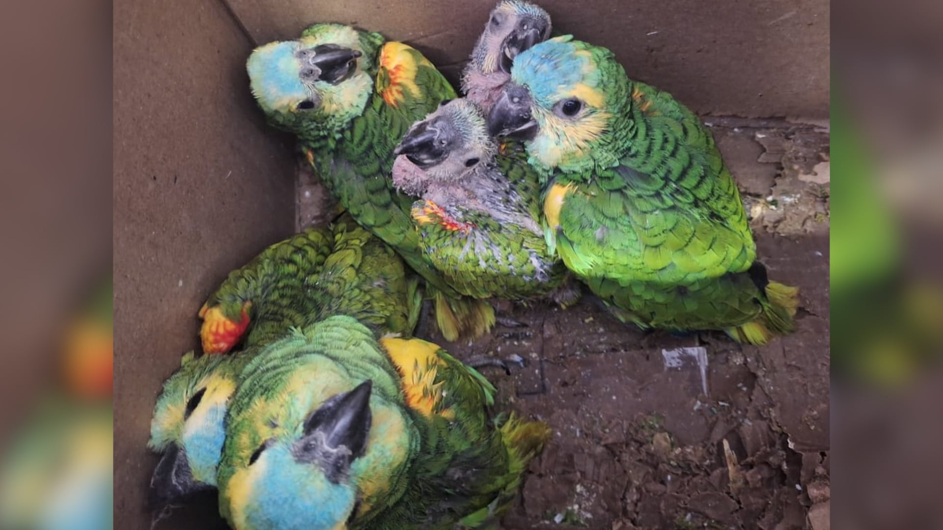 La bandada de loros habladores (Amazona Aestiva), al momento de su rescate (Ministerio de Ambiente y Cambio Climático de Jujuy)