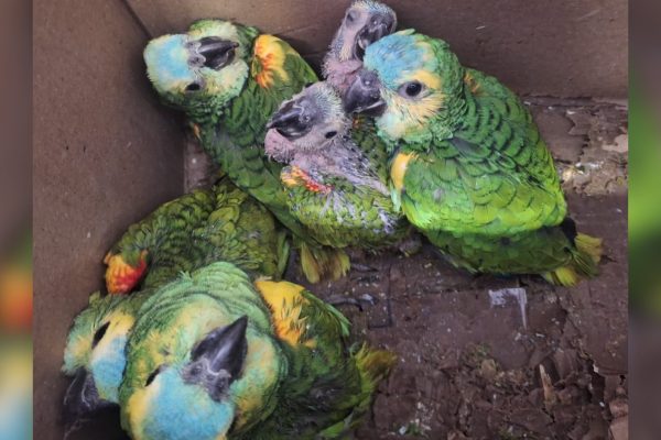 Rescataron en Córdoba a un ejemplar de cóndor andino