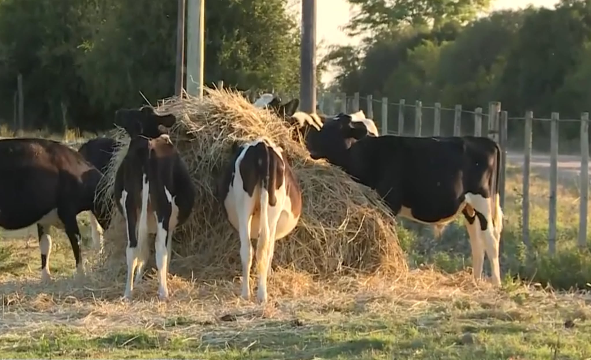 Falta de alimentación y de agua para animales: dos consecuencias de la sequía en Uruguay (Captura Telenoche/Canal 4)