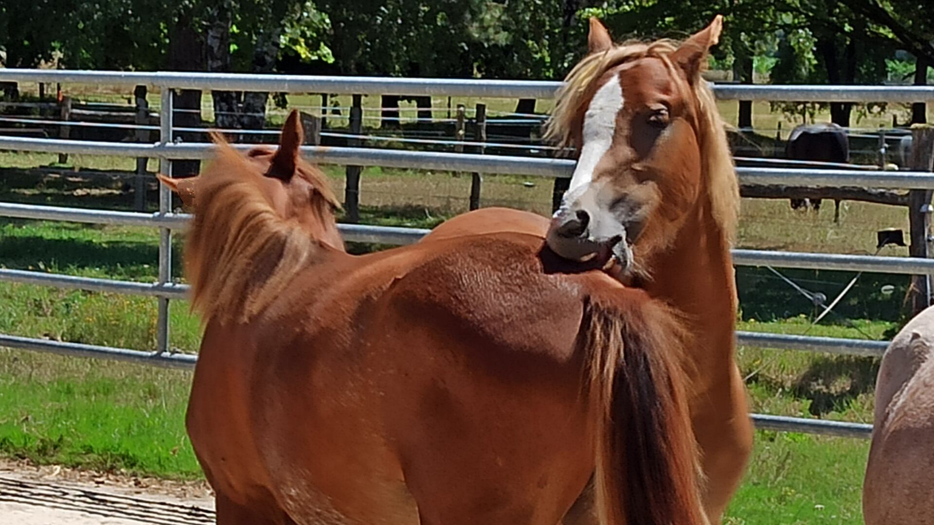 La investigación, publicada en Nature Communications, destaca el impacto positivo del contacto materno prolongado en el bienestar animal equino (UMR PRC INRAE-CNRS-Université de Tours. M.E. Le Bachelier de la Rivière)