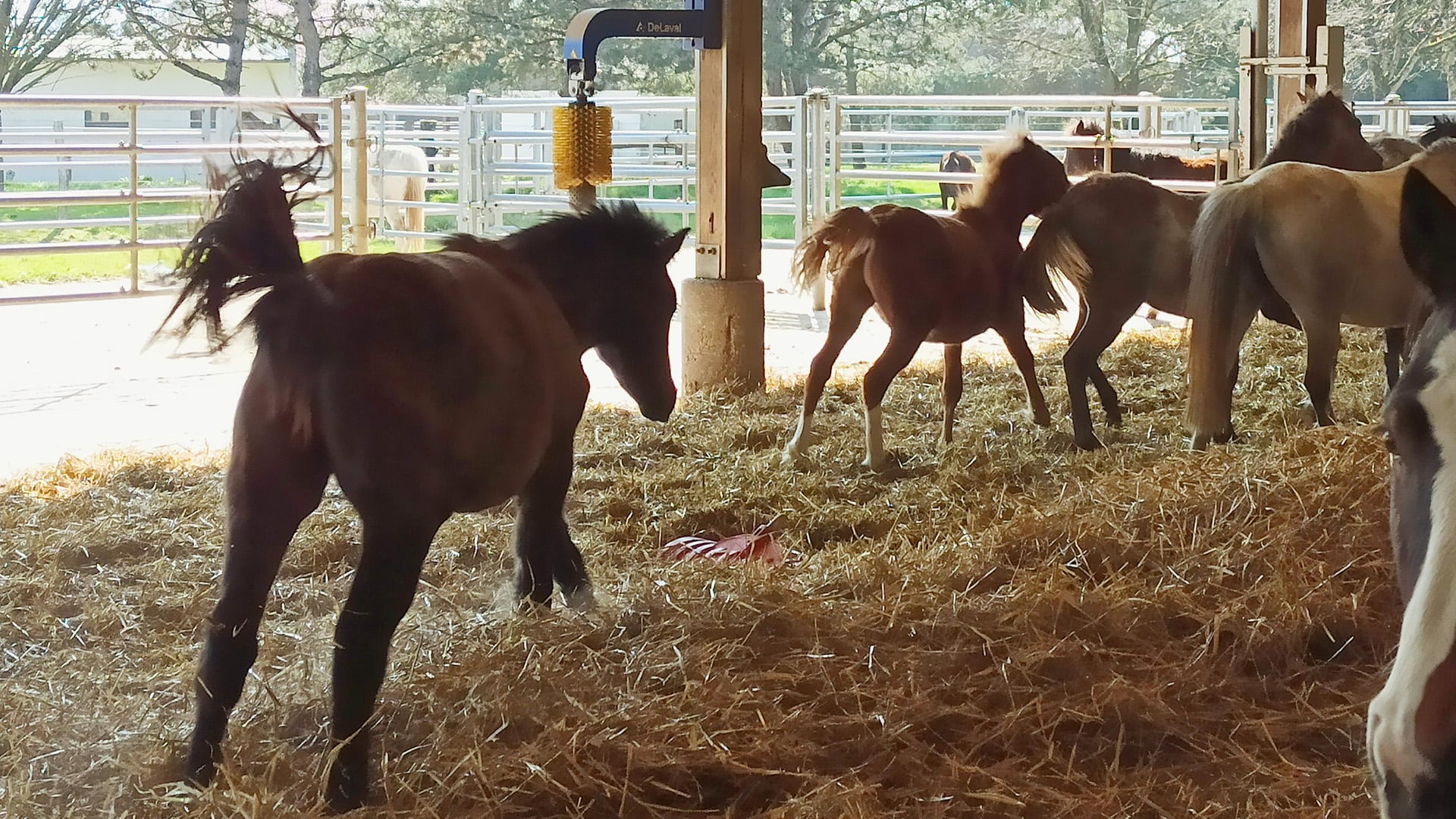El ambiente social temprano, incluido el contacto materno, se confirma como un organizador clave de la estructura y funcionamiento cerebral en los caballos jóvenes./ UMR PRC INRAE-CNRS-Université de Tours. M.E. Le Bachelier de la Rivière