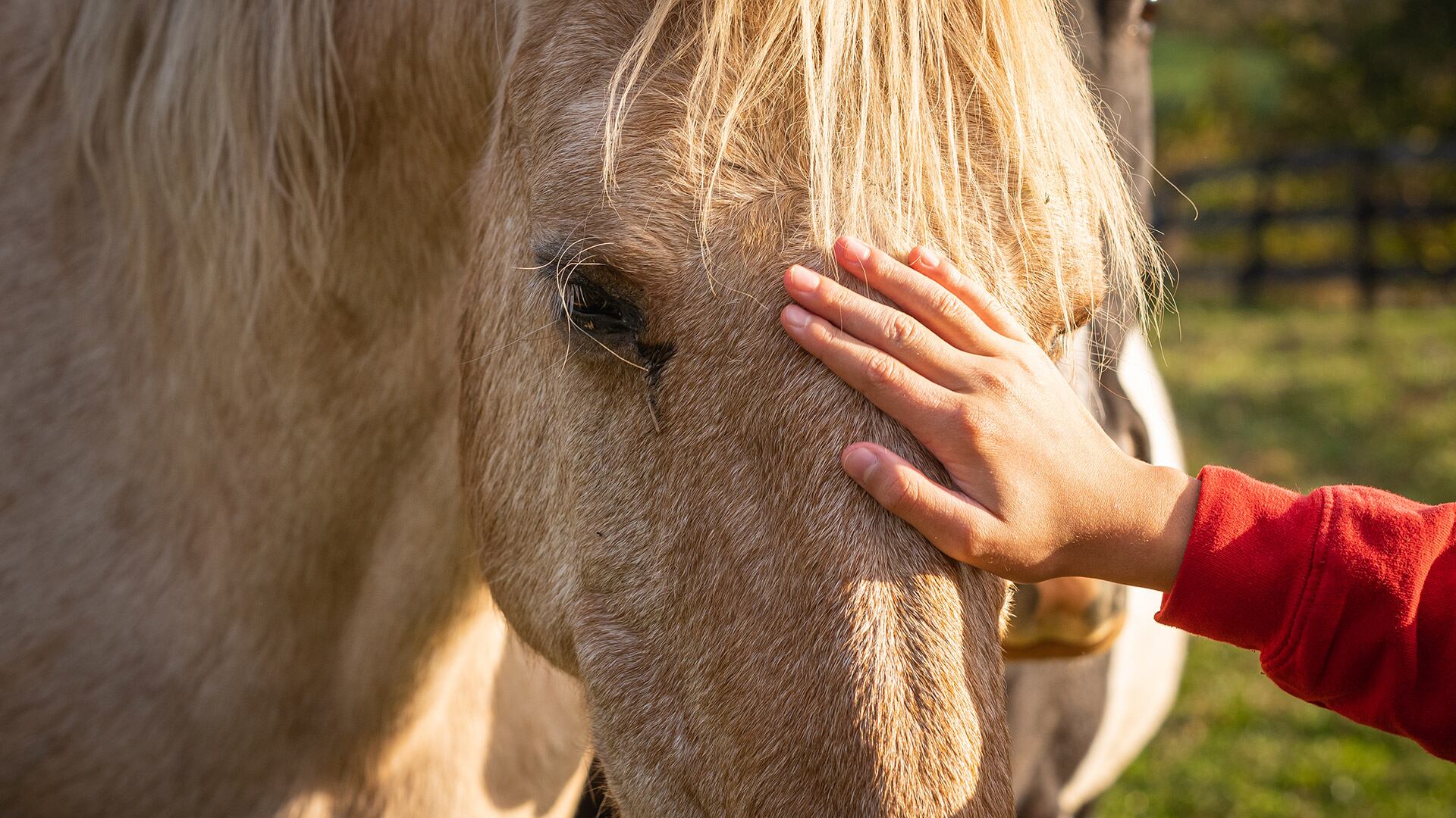 El estudio propuso revisar las prácticas de destete en la cría equina para mejorar el desarrollo y el bienestar general de los caballos en cautiverio/Archivo Freepik