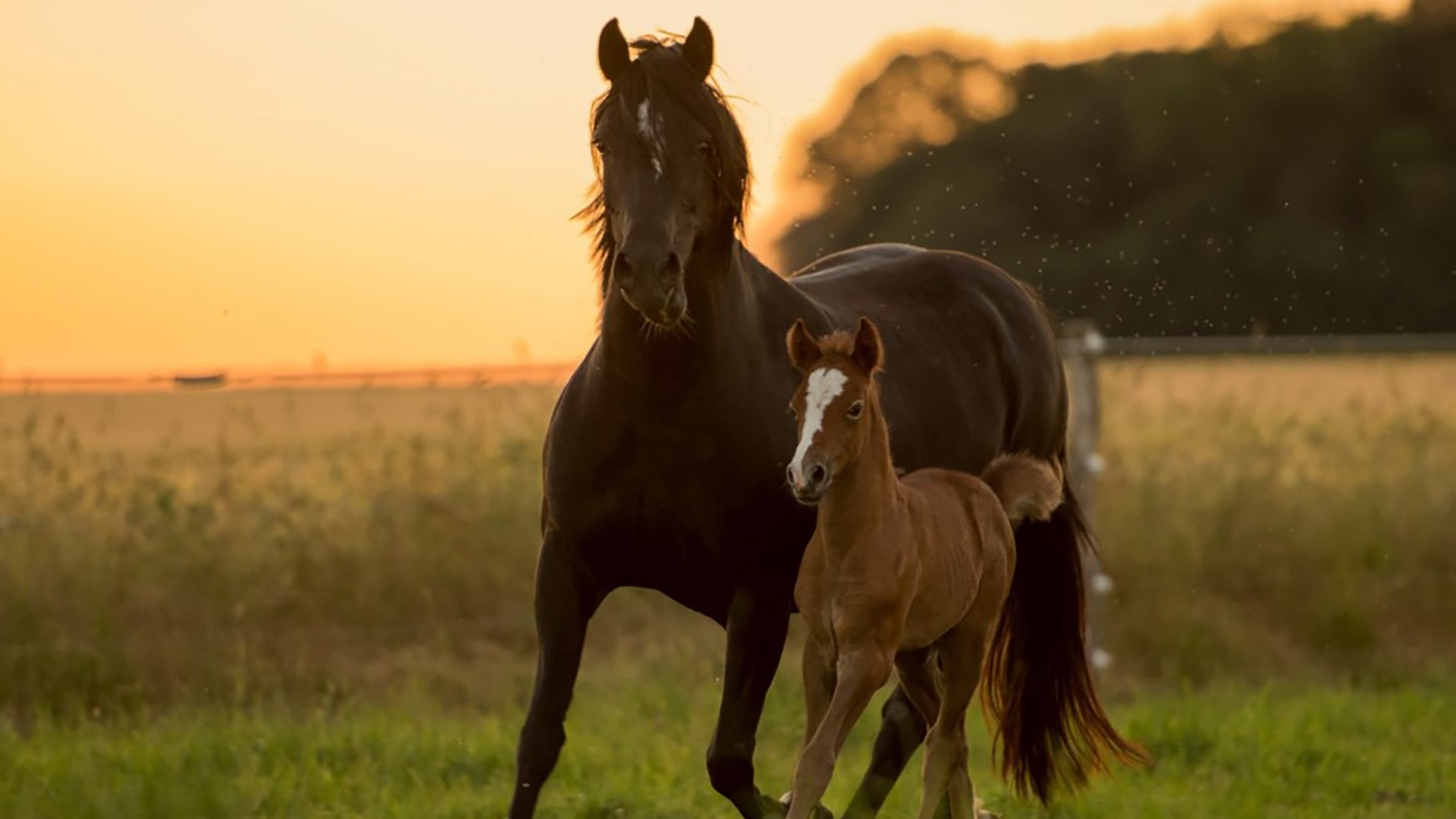 Un estudio reveló que los potrillos que crecen junto a sus madres experimentan mejoras significativas en salud física y desarrollo cerebral ( UMR PRC INRAE-CNRS- Université de Tours. M.E. Le Bachelier de la Rivière)