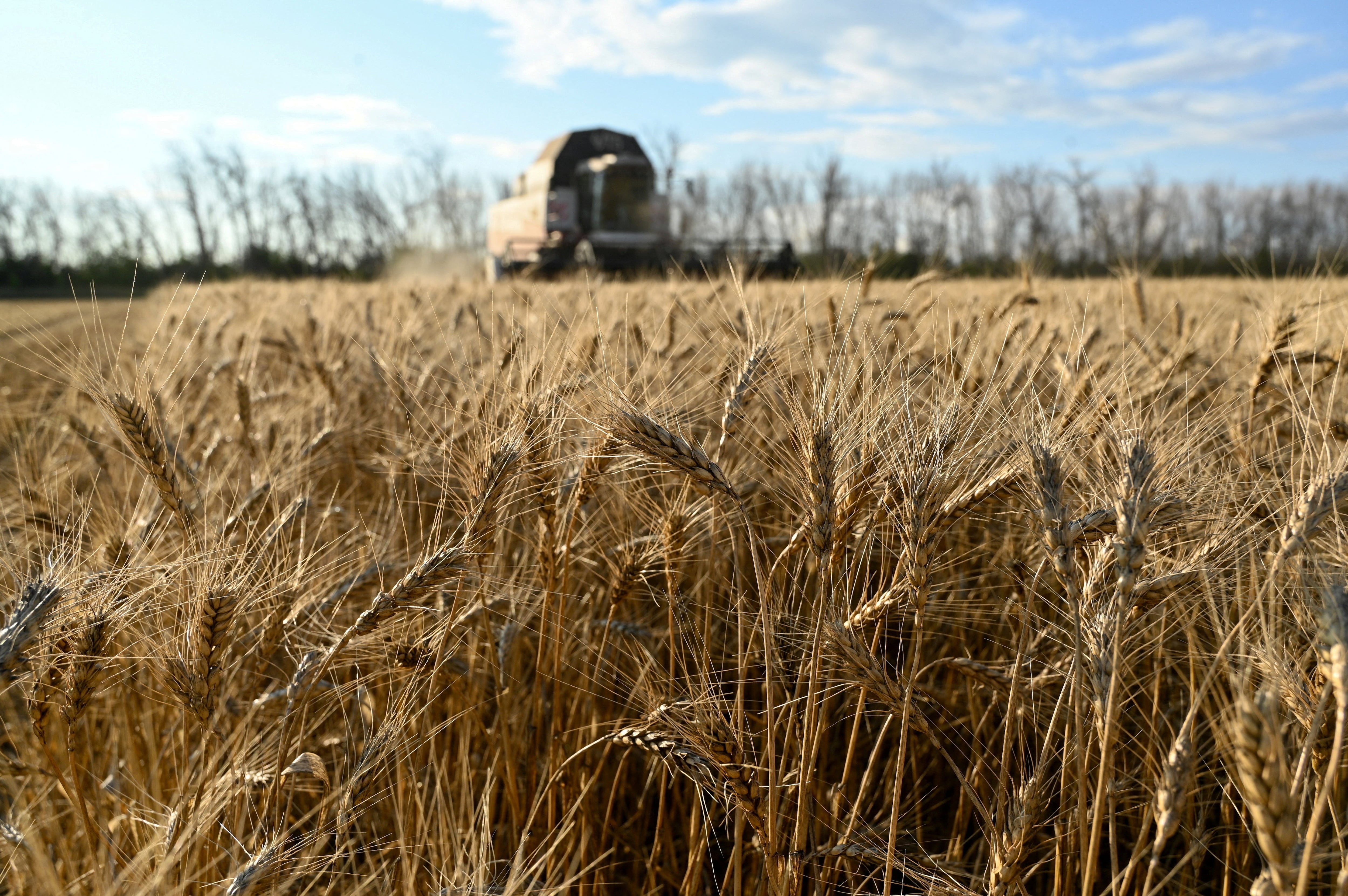 El trigo, base de la seguridad alimentaria mundial, enfrenta desafíos crecientes ante las enfermedades fúngicas (REUTERS/Sergey Pivovarov/Archivo)