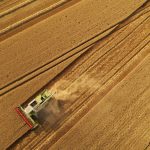 Un hallazgo sobre el trigo revela cómo un hongo logra evadir sus defensas