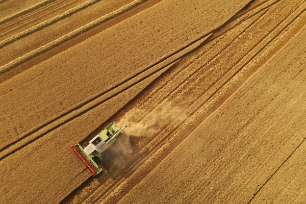 Un hallazgo sobre el trigo revela cómo un hongo logra evadir sus defensas