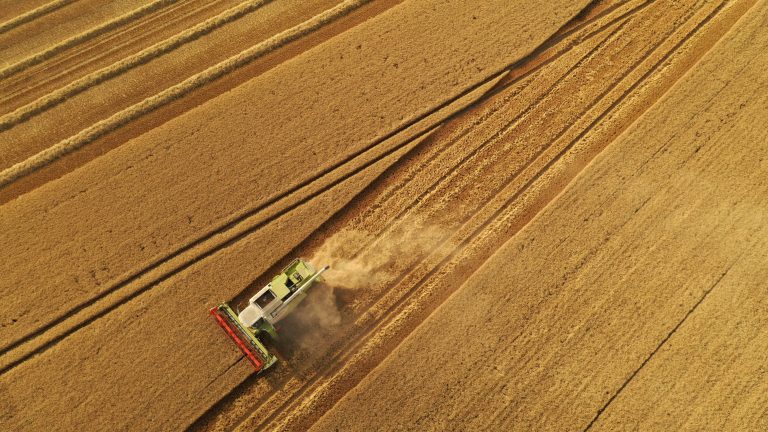 Un hallazgo sobre el trigo revela cómo un hongo logra evadir sus defensas