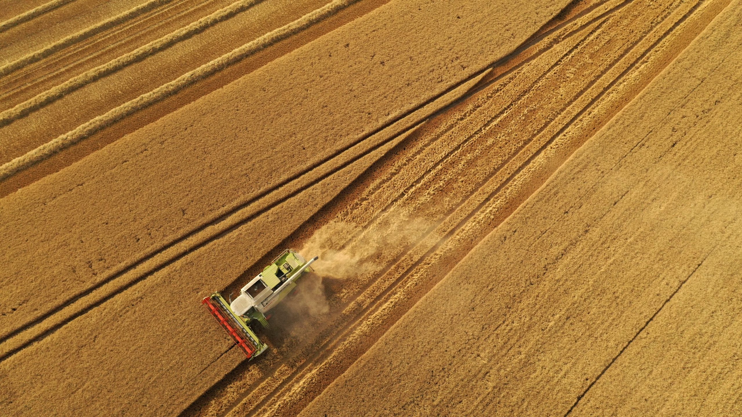 Un hallazgo sobre el trigo revela cómo un hongo logra evadir sus defensas
