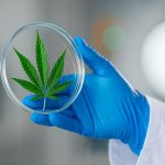 Un tratamiento para dejar de fumar mostró eficacia para reducir el consumo problemático de cannabis