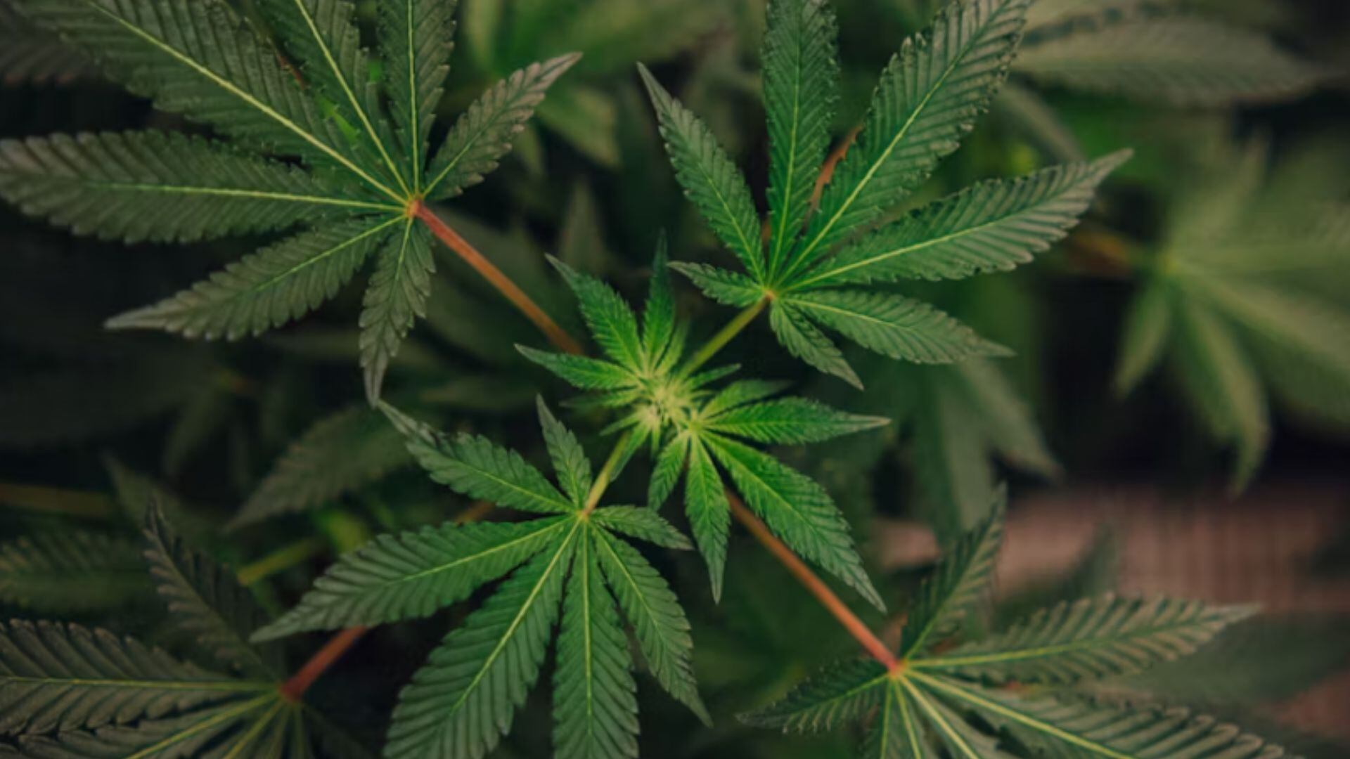 El trastorno por consumo de cannabis carece de tratamientos farmacológicos aprobados y aumenta en el mundo debido a la legalización de la marihuana (VisualesIA)