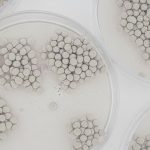 Una técnica argentina permite cultivar piel con células del paciente: por qué puede transformar el tratamiento de quemaduras