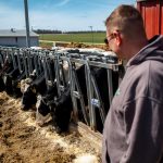 Una vacuna nasal experimental brindó protección contra la gripe aviar en animales