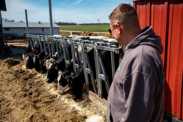 Una vacuna nasal experimental brindó protección contra la gripe aviar en animales