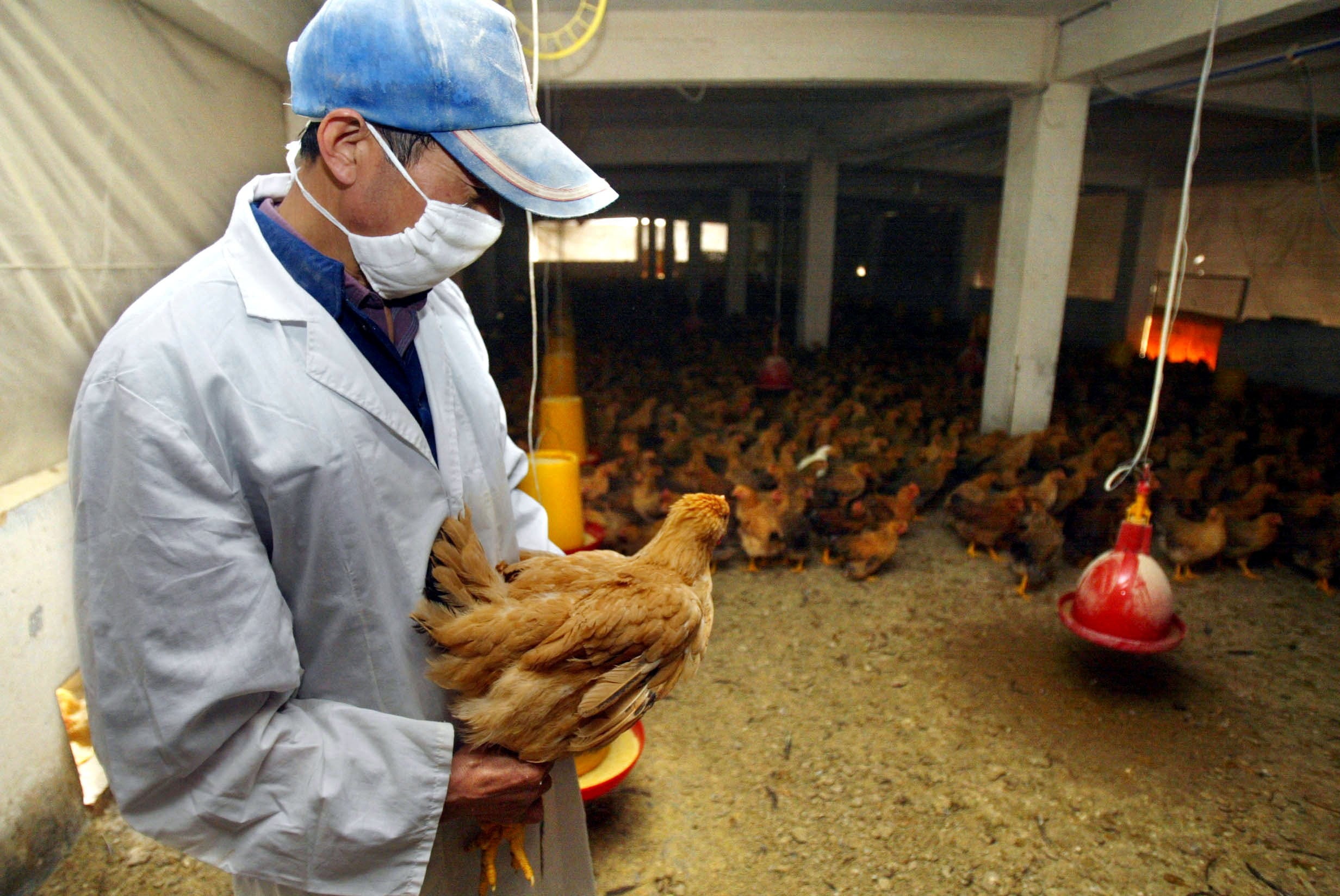 La infección por gripe aviar H5N1 en humanos presenta cuadros clínicos severos y un alto índice de mortalidad, principalmente en personas expuestas a animales enfermos/Archivo Reuters