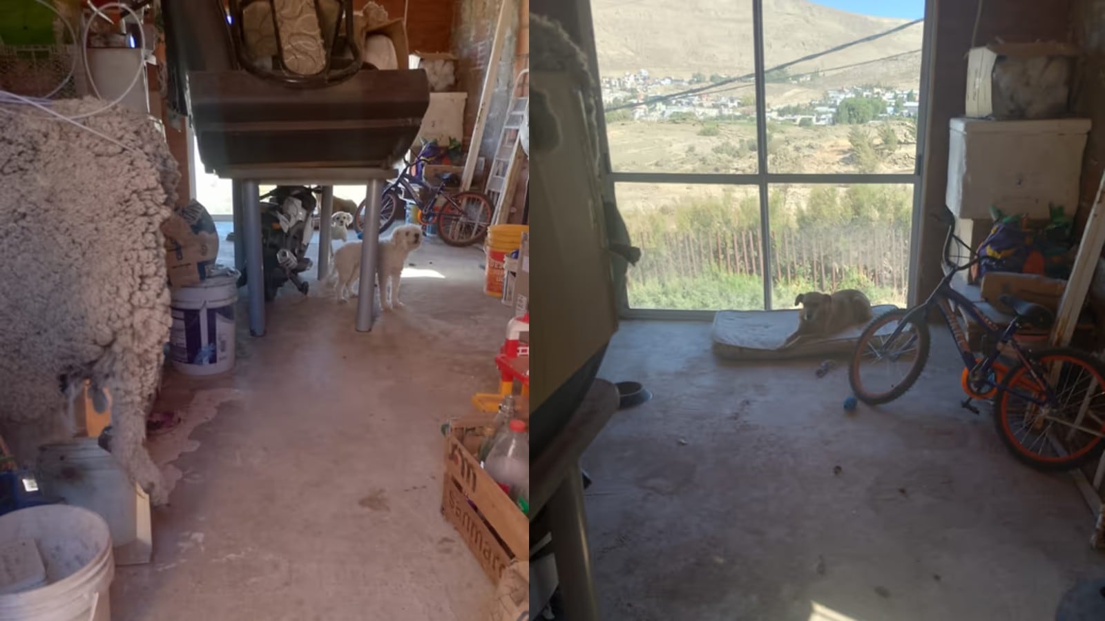 Equipos de rescate y voluntarios coordinaron el salvataje de animales que quedaron atrapados en viviendas evacuadas (Fotos: ADN Sur)