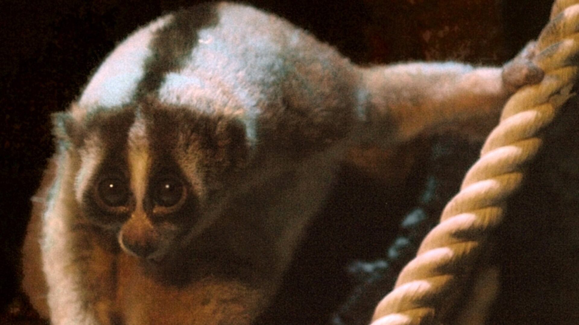 Adorable, pero letal: así es el loris perezoso, el único primate venenoso del planeta