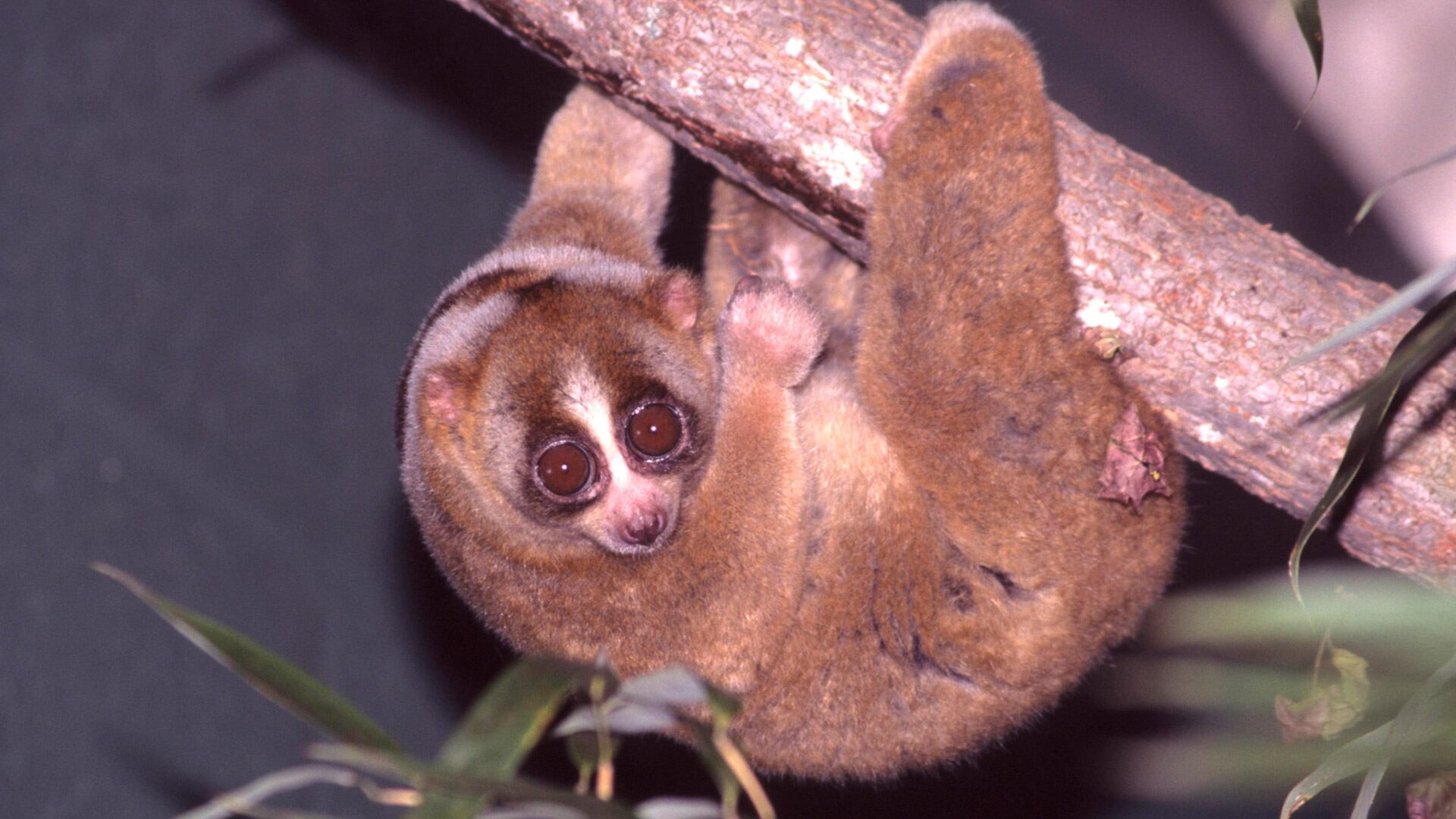 El loris perezoso es el único primate venenoso conocido y enfrenta grave peligro por el tráfico ilegal de animales exóticos (Wikipedia)