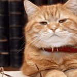 Alertan por la llegada en la región de un hongo que salta de gatos a humanos