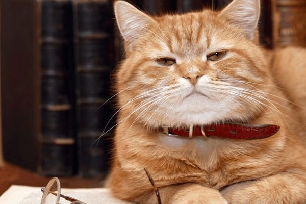 Alertan por la llegada en la región de un hongo que salta de gatos a humanos