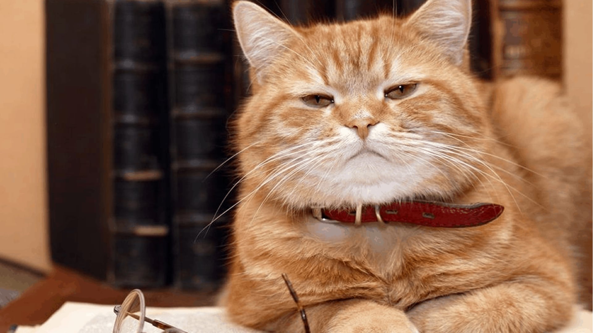 Alertan por la llegada en la región de un hongo que salta de gatos a humanos