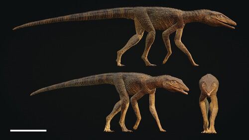 Nuevo hallazgo paleontológico describe un reptil terrestre del Triásico en el suroeste de Inglaterra (The Anatomical Record)