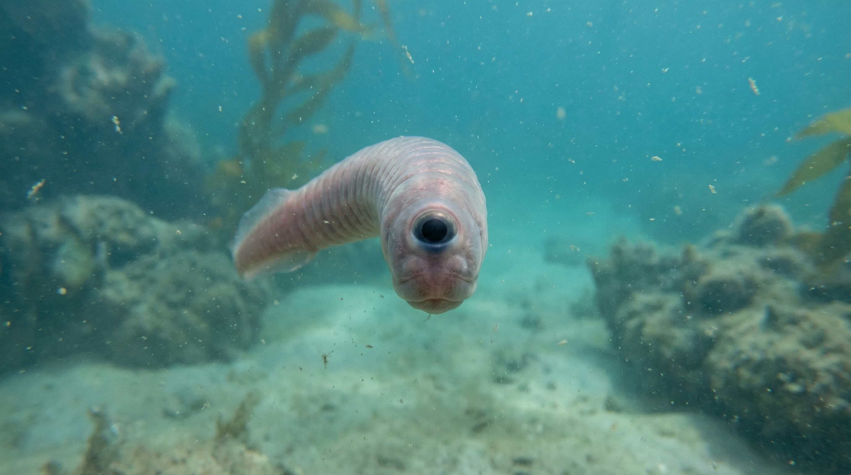 El estudio revela que el ojo único ancestral evolucionó hasta convertirse en la actual glándula pineal de los vertebrados, incluido el ser humano (Imagen Ilustrativa Infobae)