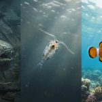 Así evolucionó la visión: de un “tercer ojo” ancestral a la complejidad de los vertebrados modernos