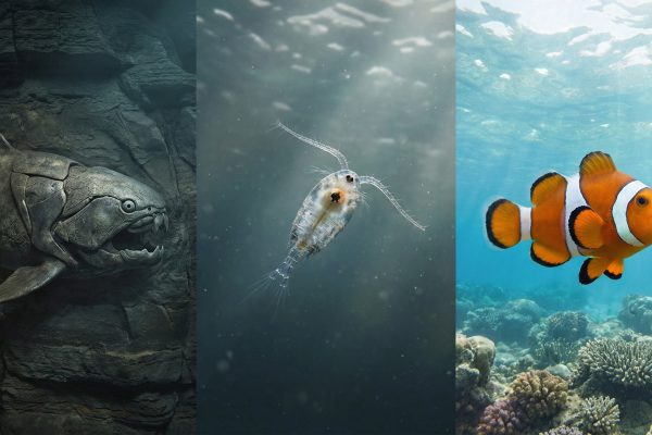 Así evolucionó la visión: de un “tercer ojo” ancestral a la complejidad de los vertebrados modernos