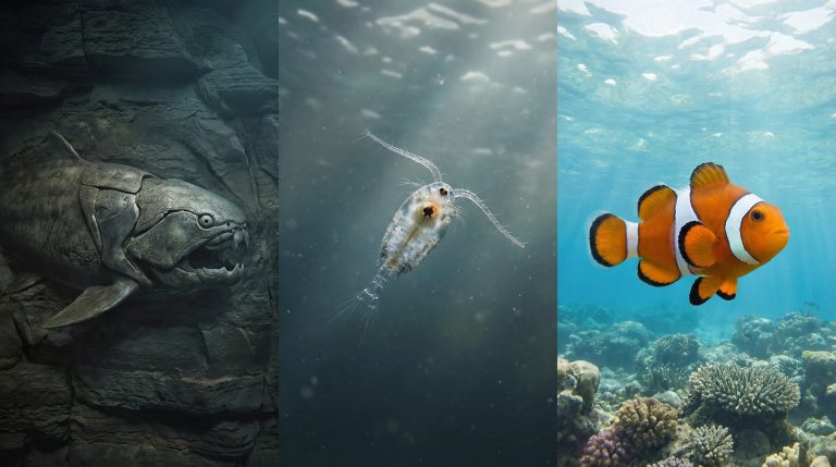 Así evolucionó la visión: de un “tercer ojo” ancestral a la complejidad de los vertebrados modernos