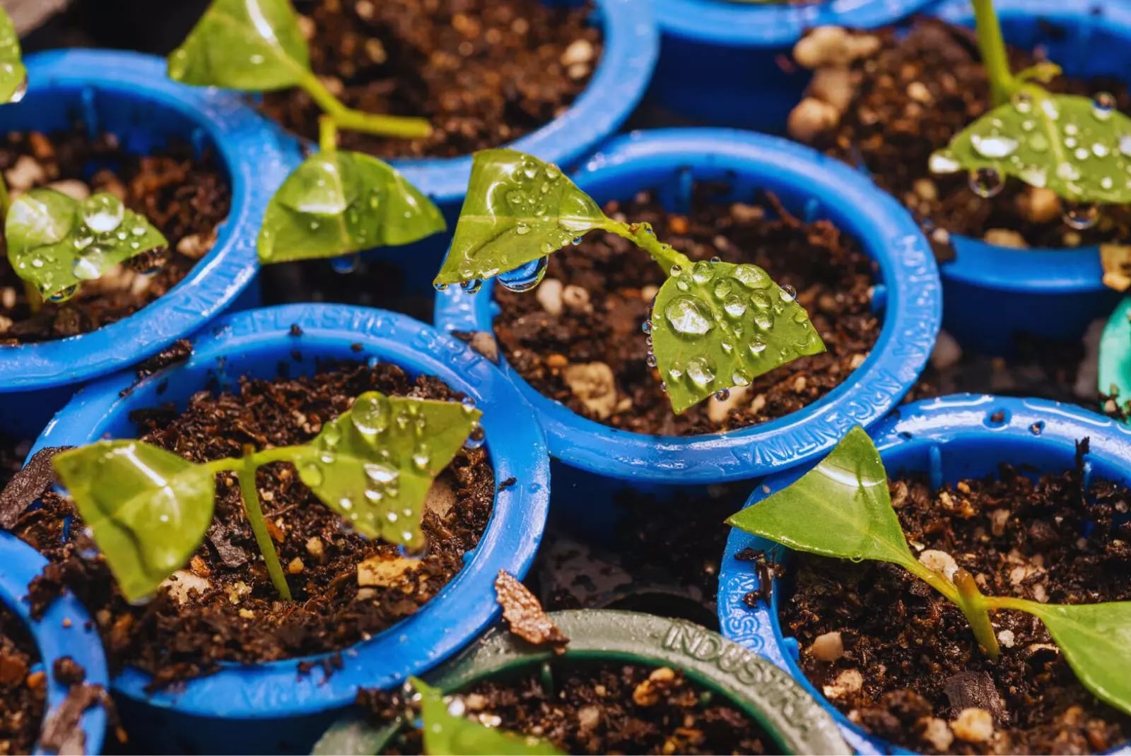 La meta para la segunda fase es desarrollar genomas de referencia para 150.000 especies en los próximos cuatro años, cubriendo al menos la mitad de los géneros conocidos. (Archivo INTA)