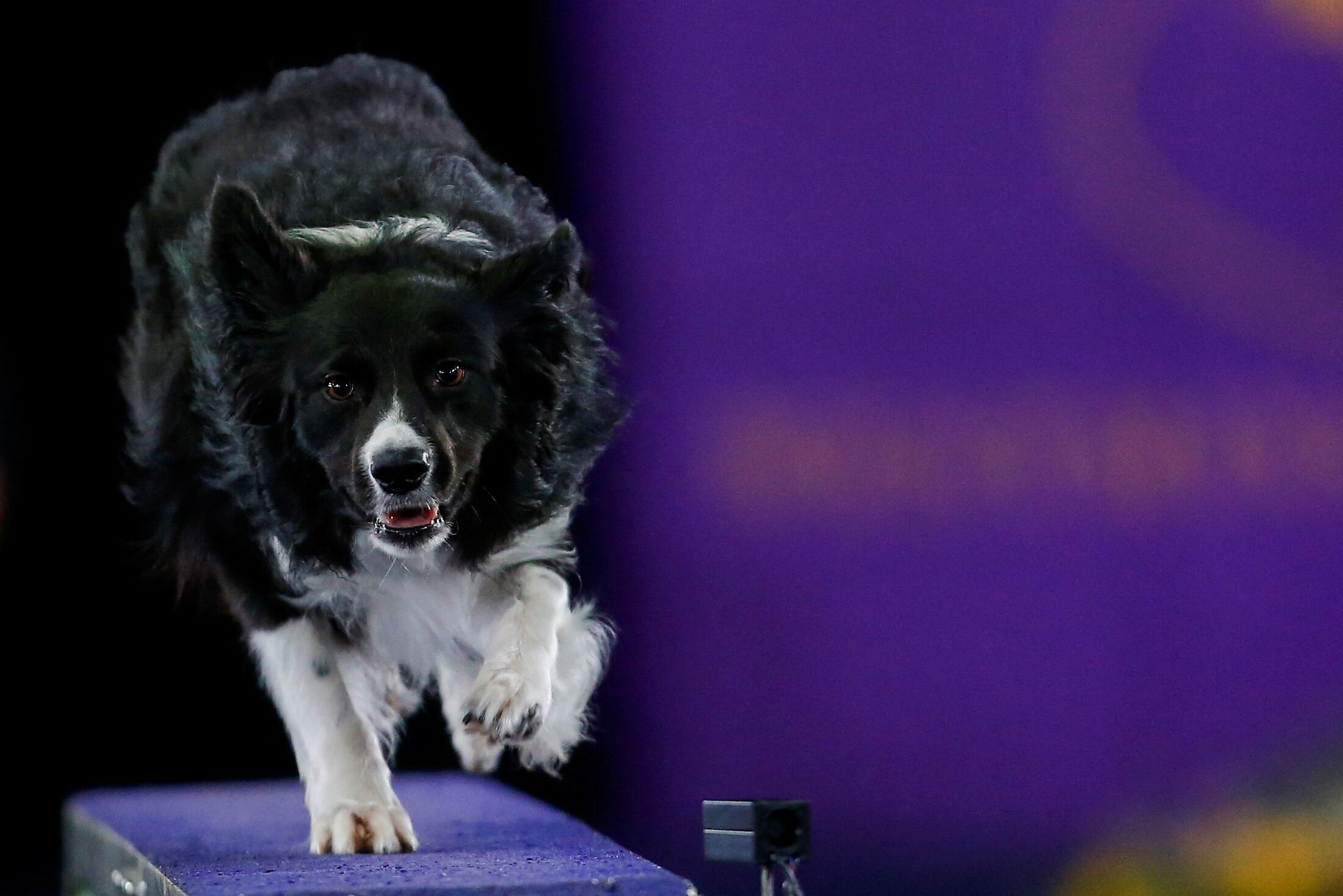 Solo los perros con habilidad especial lograron identificar correctamente los juguetes etiquetados por nombre durante las pruebas de vocabulario./Archivo REUTERS/Eduardo Munoz