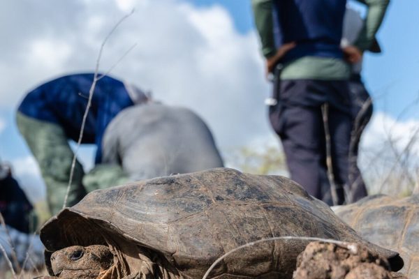 Cómo la NASA ayudó a que las tortugas gigantes volvieran a su hábitat natural en las Islas Galápagos