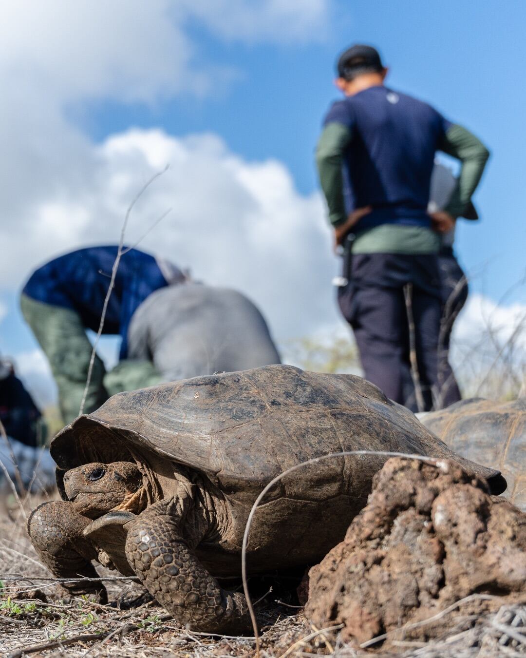 Cómo la NASA ayudó a que las tortugas gigantes volvieran a su hábitat natural en las Islas Galápagos