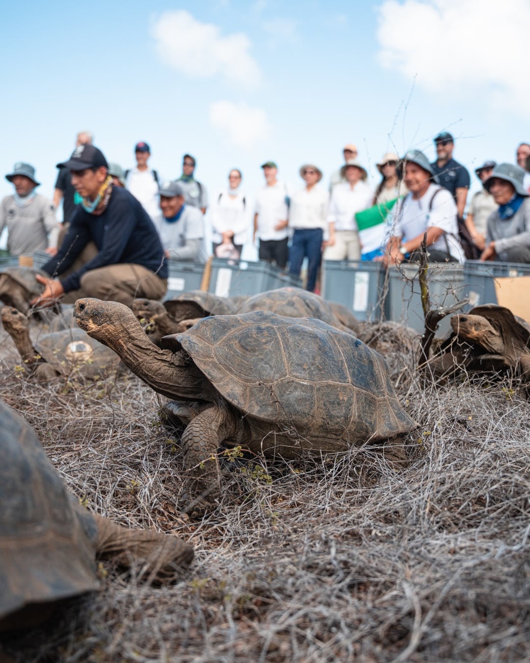 La reintroducción de tortugas se realizó con apoyo de datos satelitales de la NASA