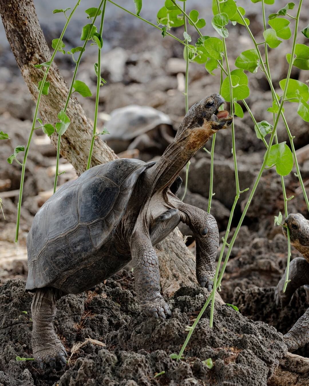 Floreana recibió 158 tortugas gigantes tras más de 150 años de ausencia