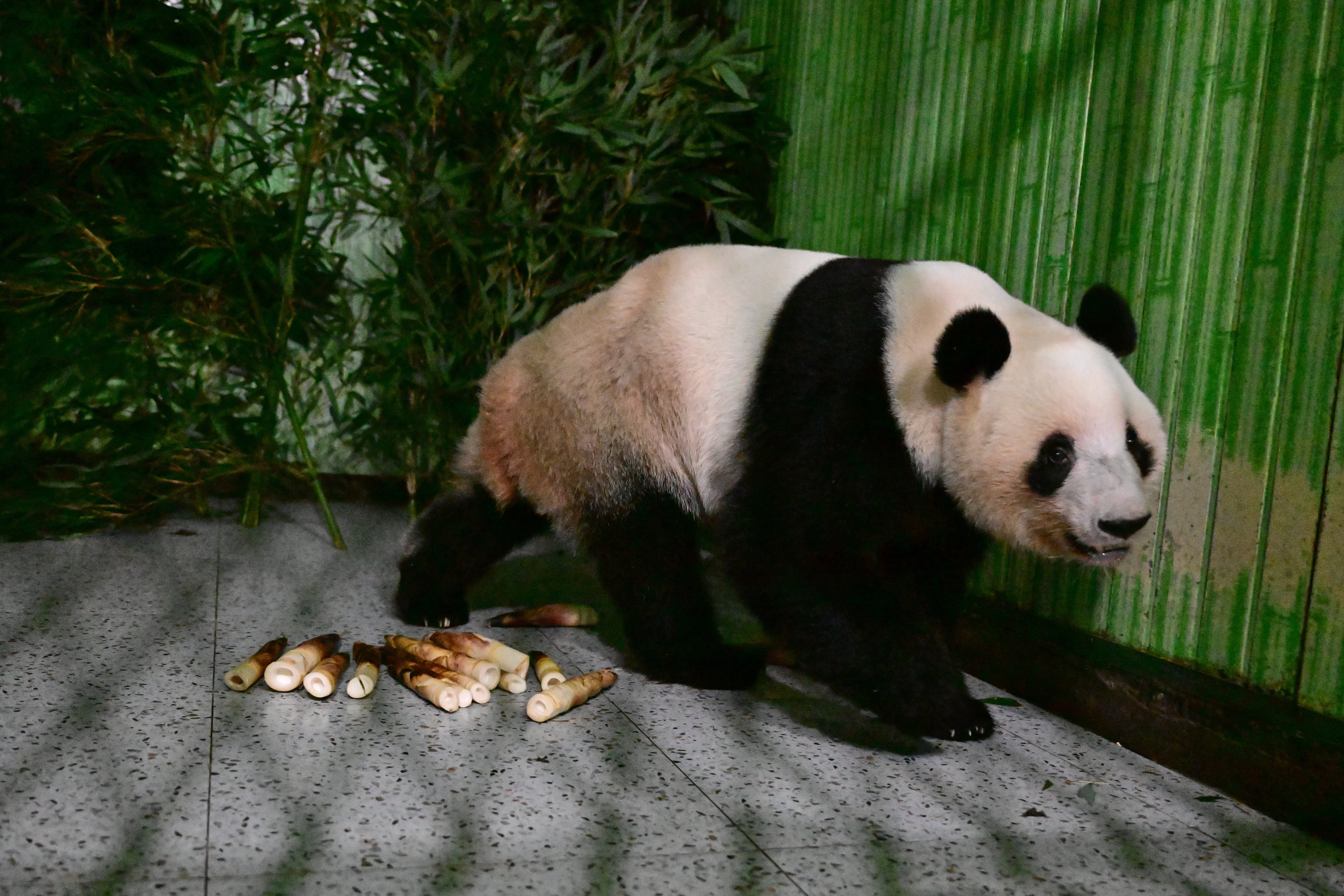 En esta imagen, tomada en la madrugada del 28 de enero de 2026 y distribuida por el Centro de Conservación e Investigación de Pandas Gigantes de China, el panda Lei Lei, recién devuelto por Japón, se pasea por su recinto en el centro, en la provincia de Sichuan, en el suroeste de China. (Centro de Conservación e Investigación de Pandas Gigantes de China vía AP)