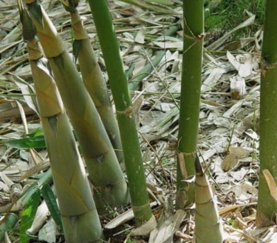 Una taza de brotes de bambú cocidos aporta solo 13 kcal, 2 gramos de fibra y minerales como potasio, fósforo y magnesio (SLT-FAUBA)