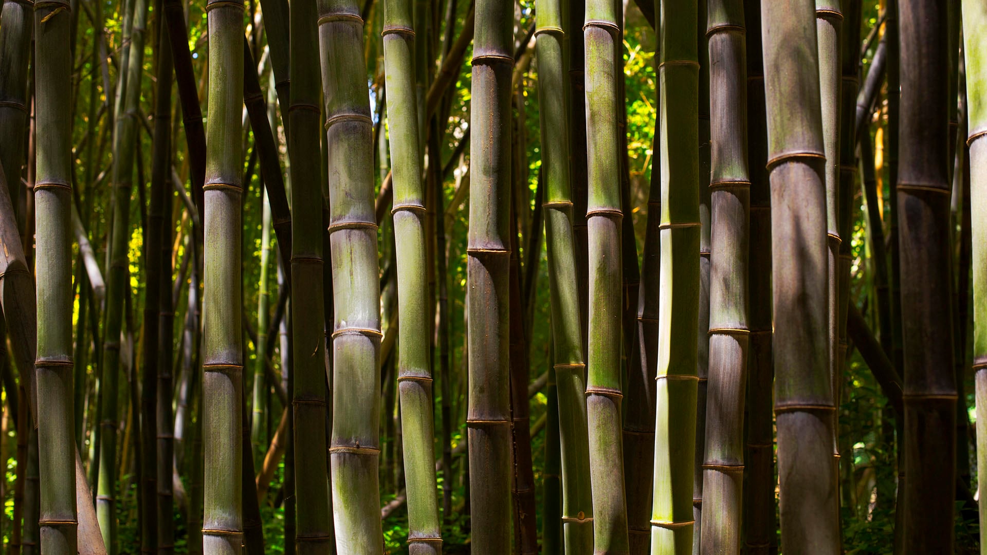 Los brotes de bambú destacan por su bajo contenido calórico, alto aporte de fibra y antioxidantes, ideales para una dieta saludable (Freepik)