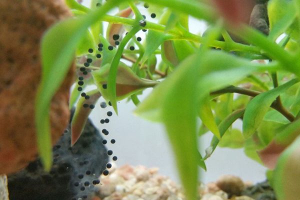 Del sapo concho de Bad Bunny a la rana de Darwin: anfibios en peligro en América