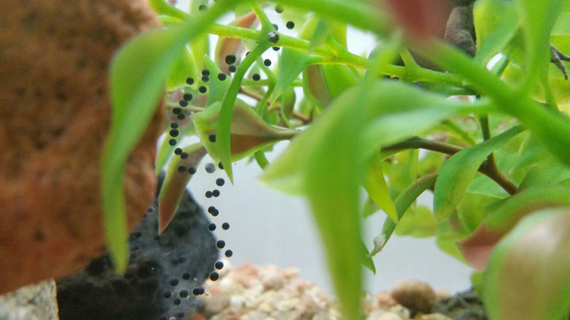 Del sapo concho de Bad Bunny a la rana de Darwin: anfibios en peligro en América